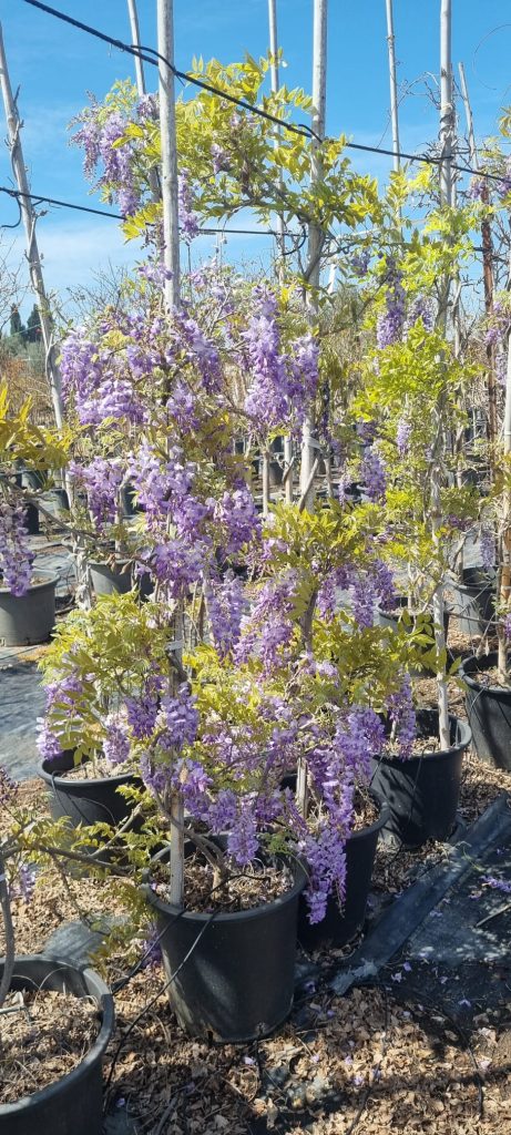 ויסטריה פרוליפיק