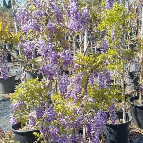 ויסטריה סגולה פרוליפיק