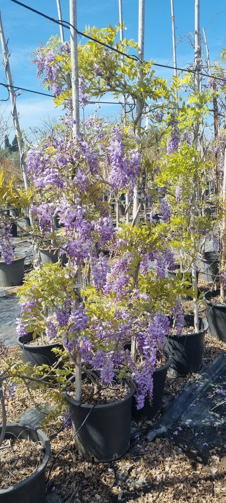 ויסטריה פרוליפיק