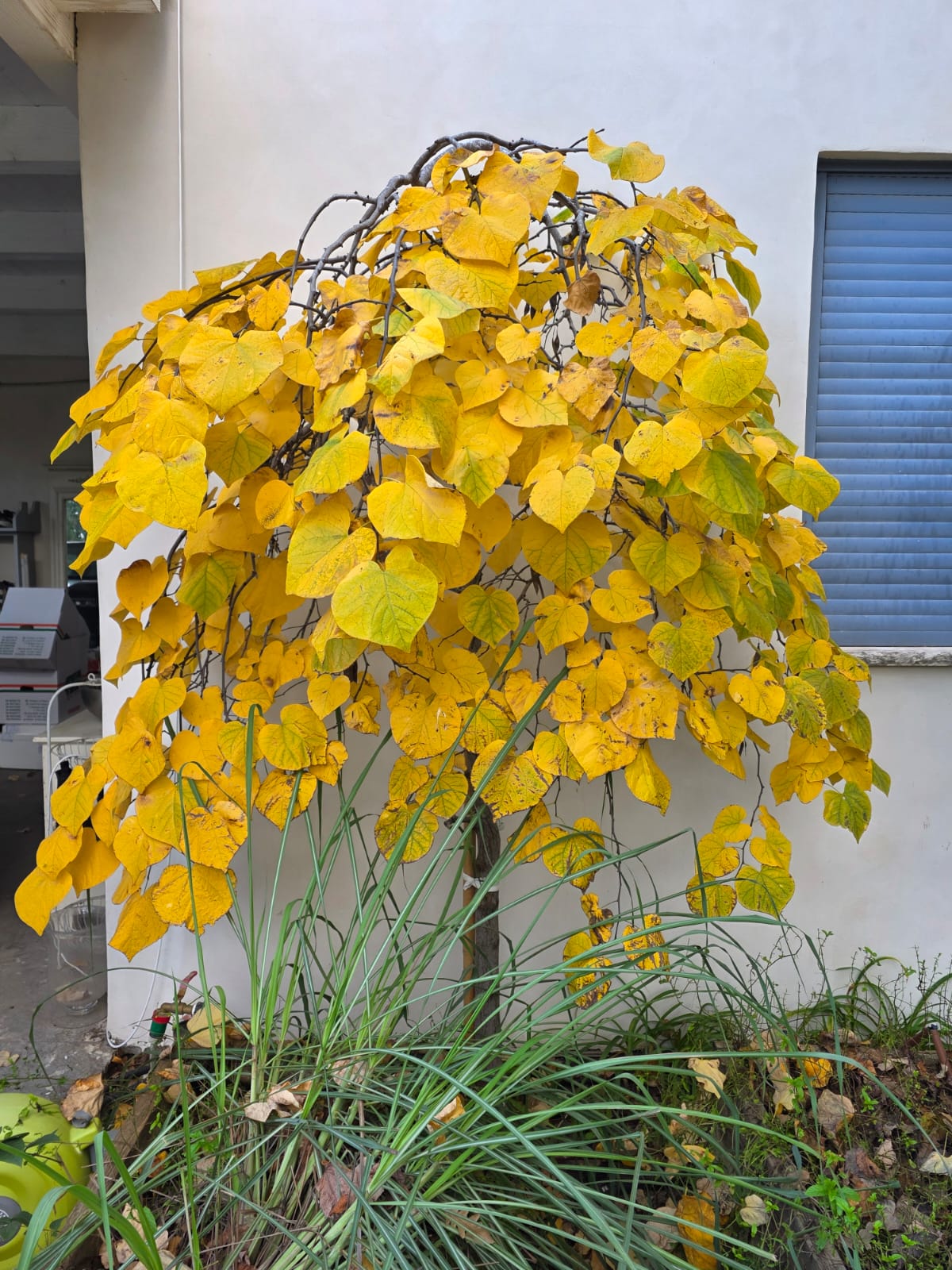 ונילה טווסט
