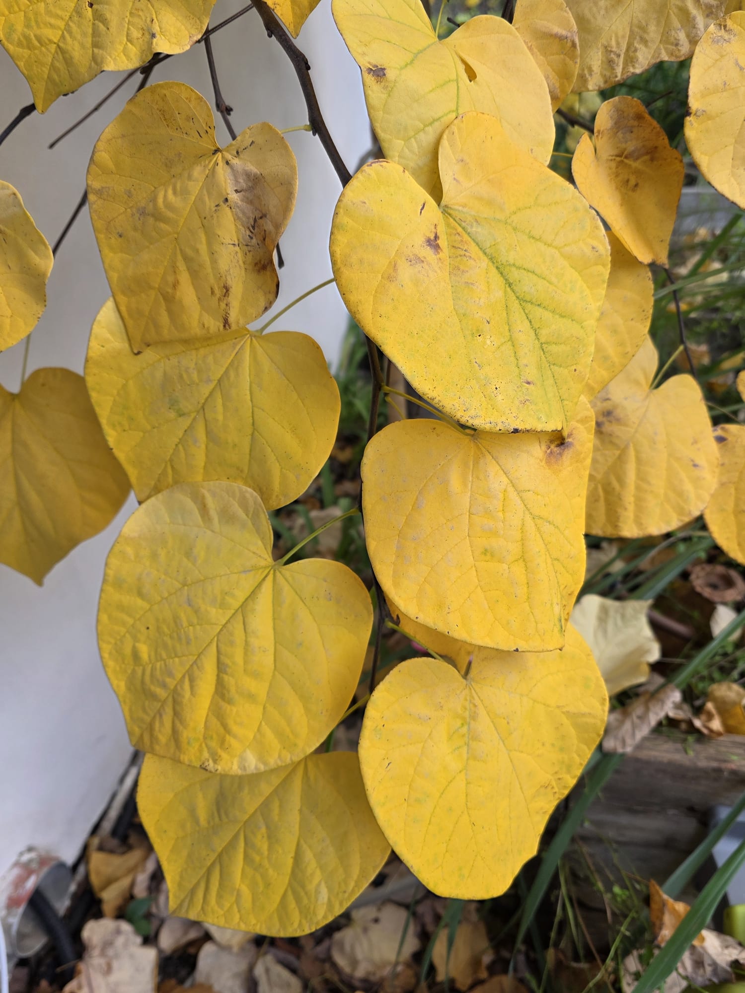 ונילה טויסט – עלים