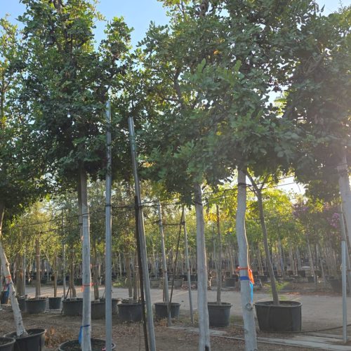 חרוב מצוי - נקבה/זכר