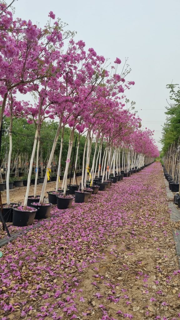 טבבויה איפה 'סנטה ברברה' 1