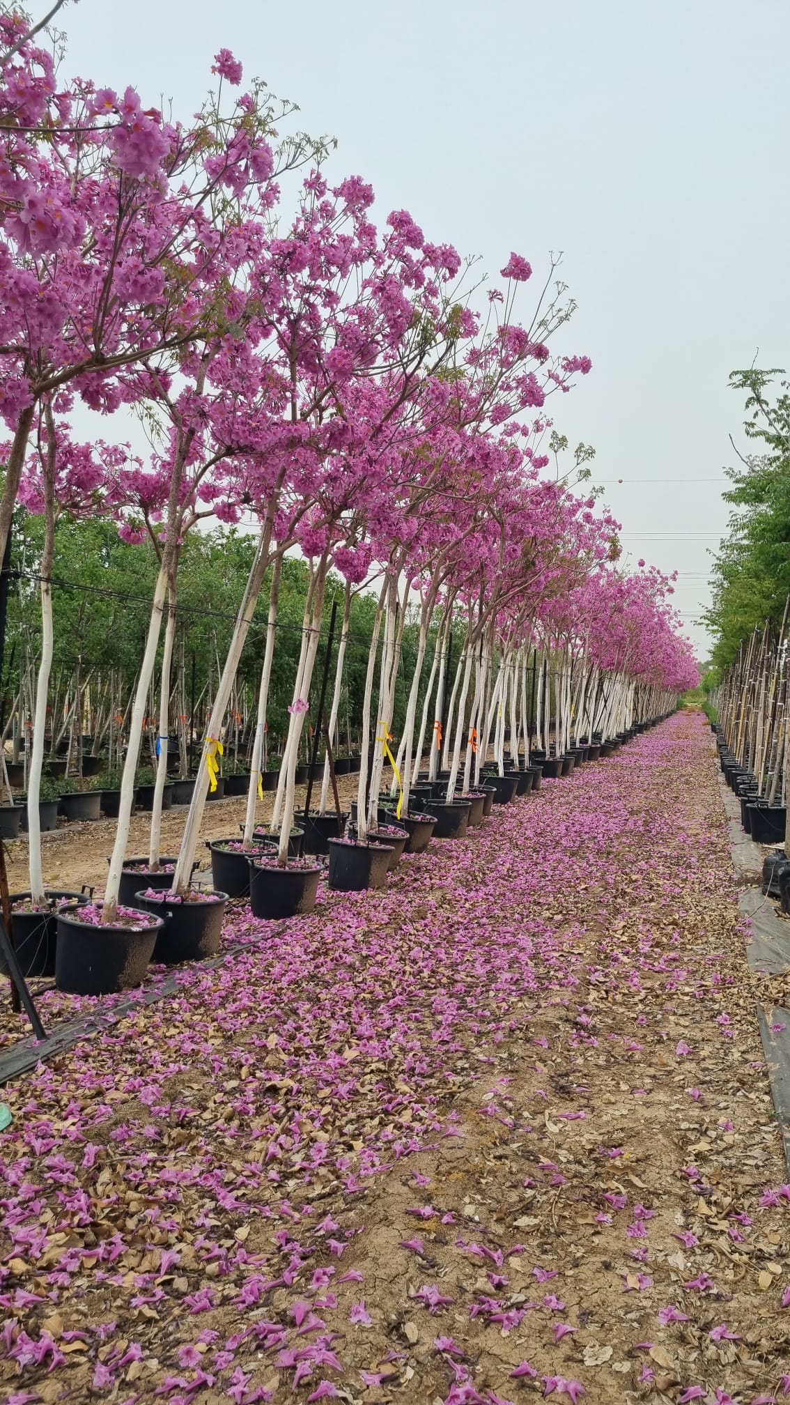 טבבויה איפה 'סנטה ברברה' 1