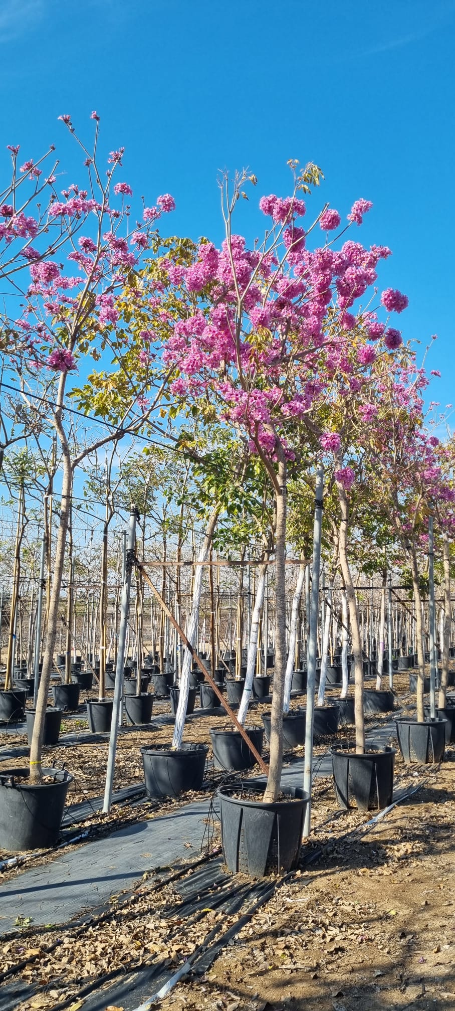 טבבויה איפה 'סנטה ברברה' 11