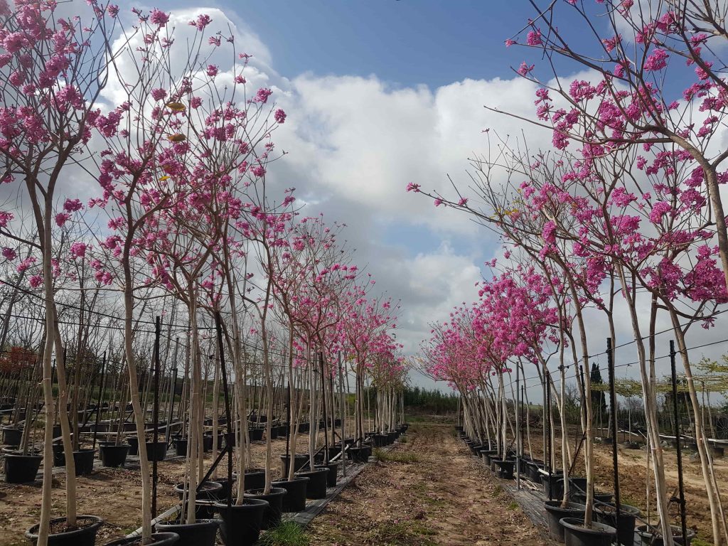 טבבויה איפה 'סנטה ברברה' 2