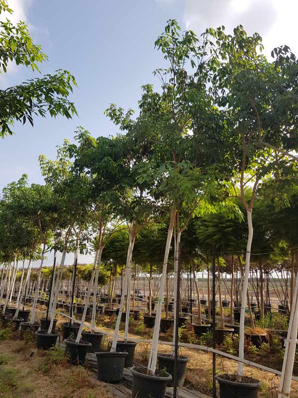 טבבויה איפה 'סנטה ברברה' 3