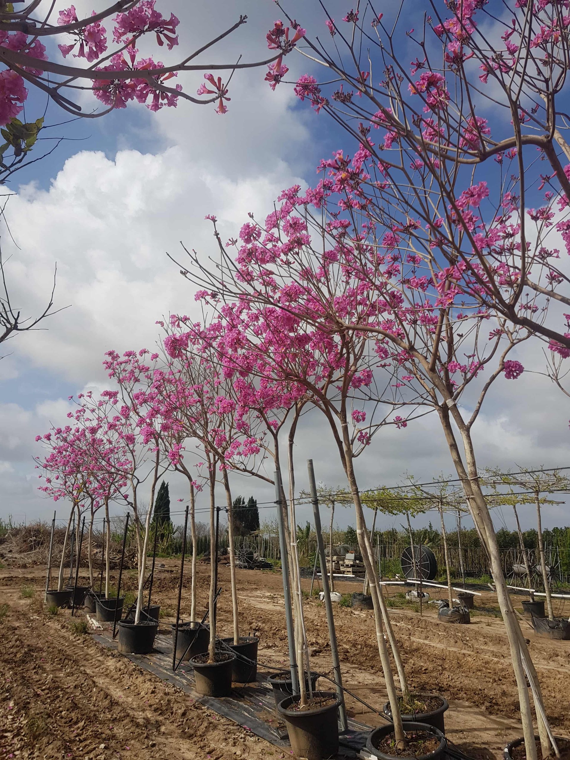 טבבויה איפה 'סנטה ברברה' 4