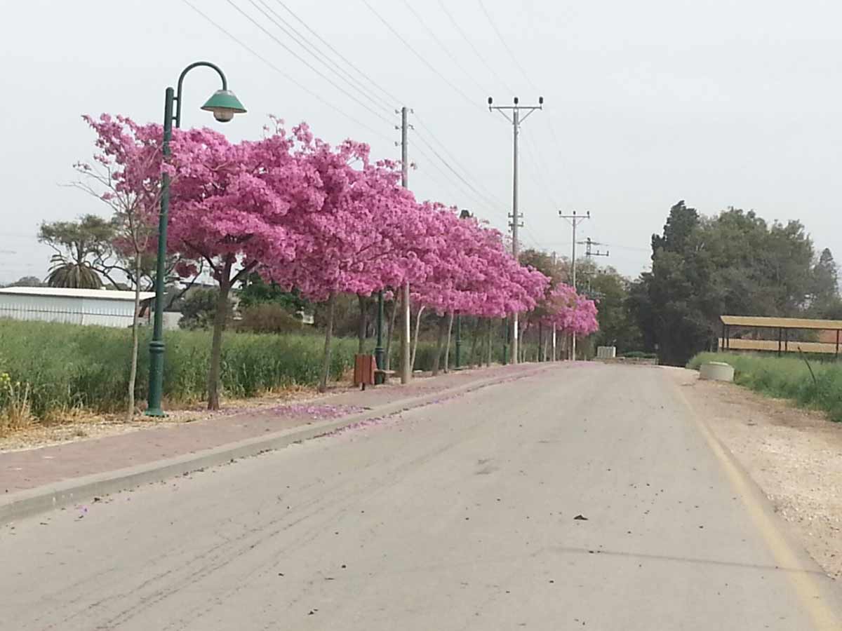 טבבויה איפה 'סנטה ברברה' 5