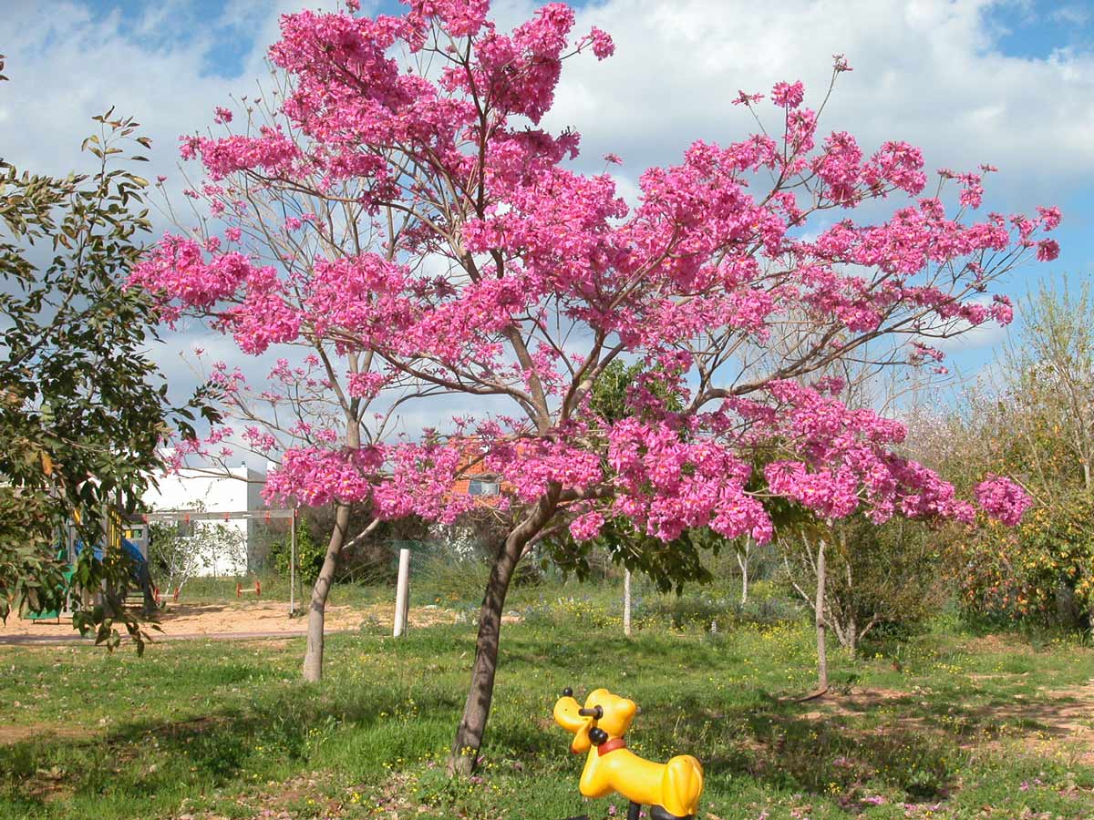 טבבויה איפה 'סנטה ברברה' 7
