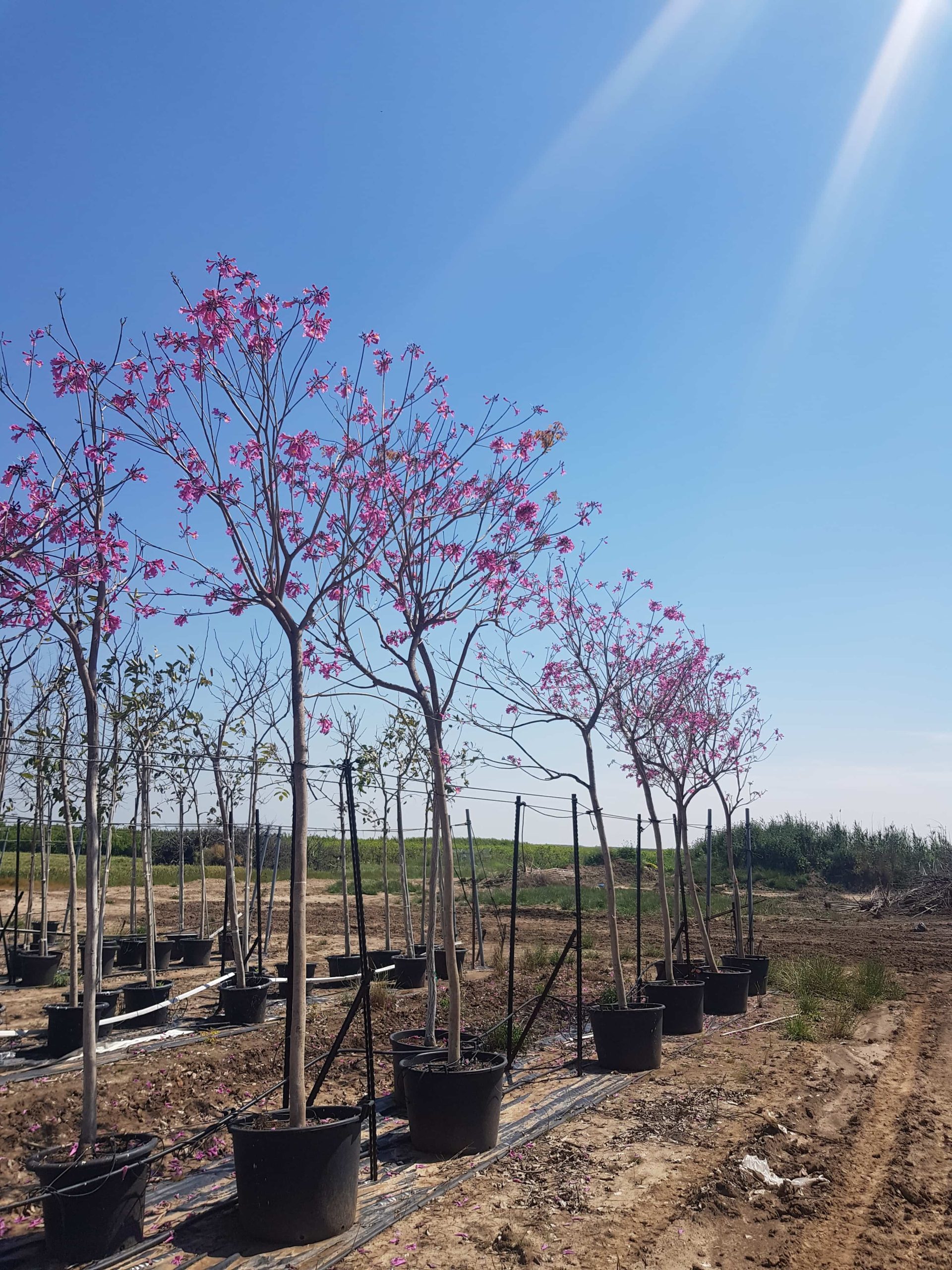 טבבויה איפה 'סנטה ברברה' 9