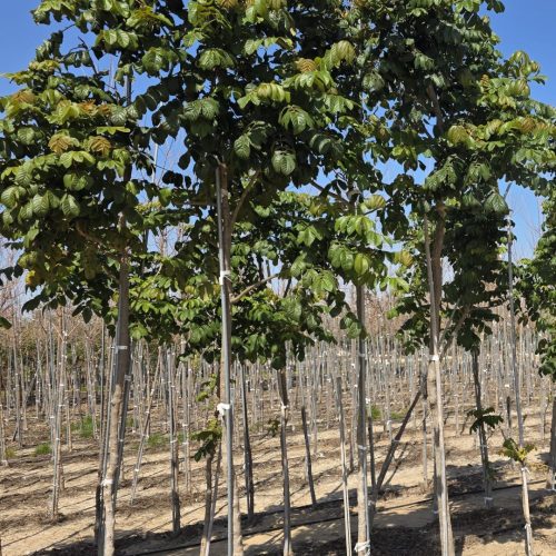 מתחילית פעמונית