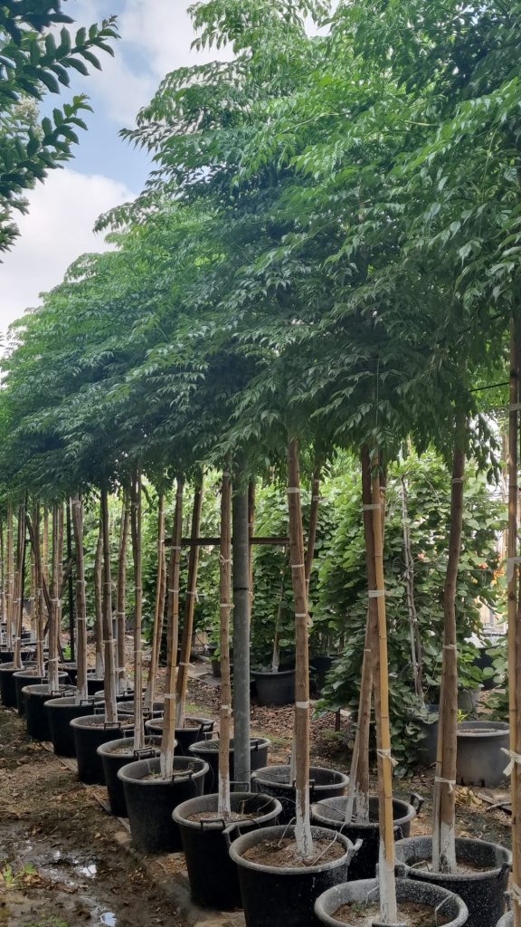 טקומן סיני 1