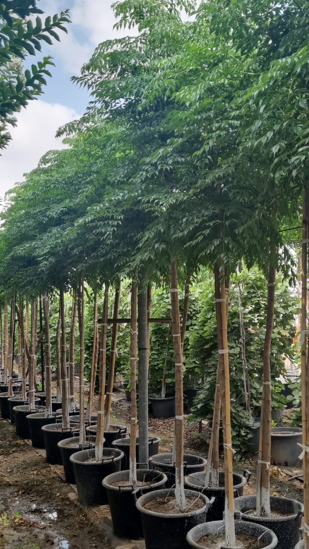 טקומן סיני 1