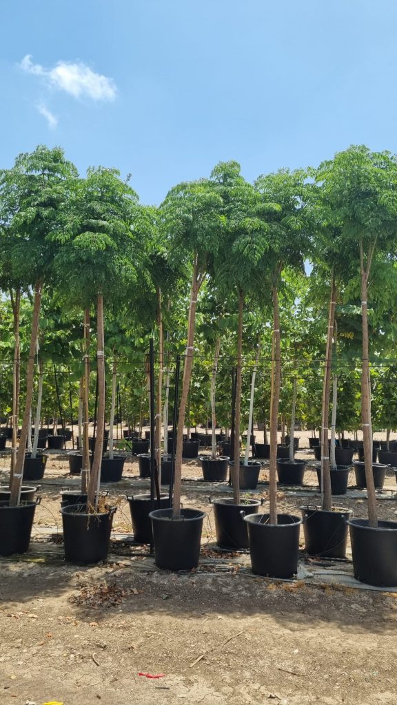 טקומן סיני 2