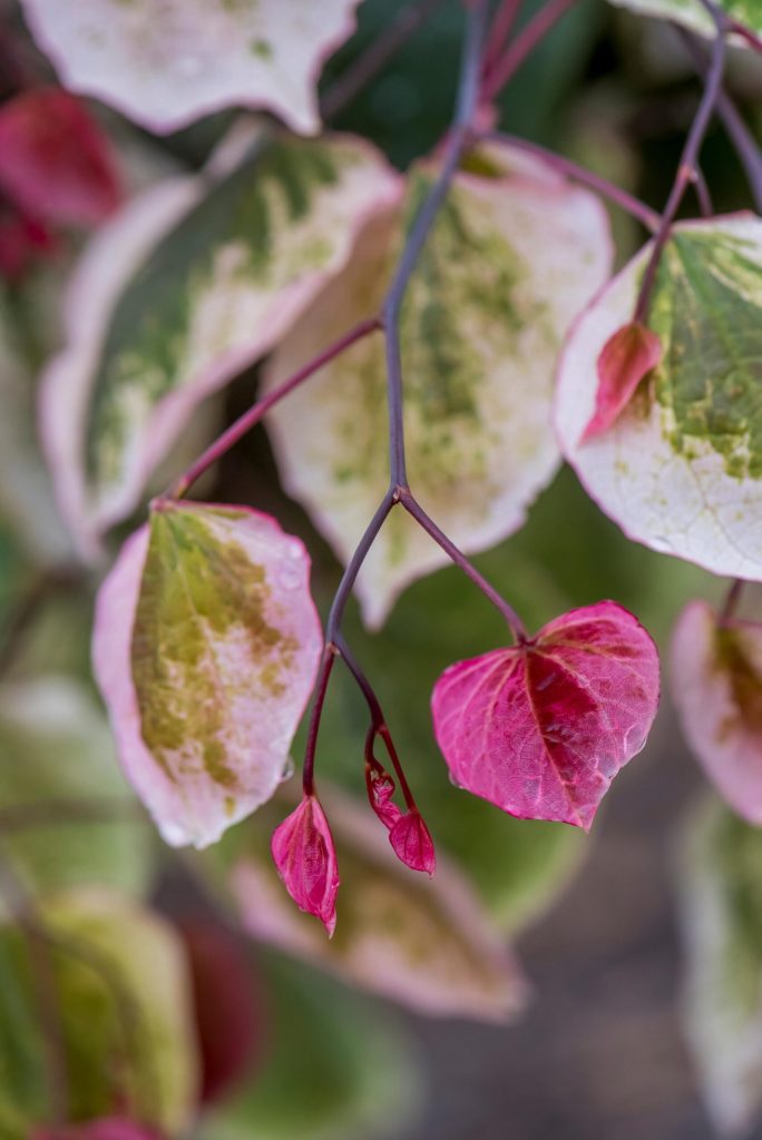 כליל Carolina Sweetheart 1