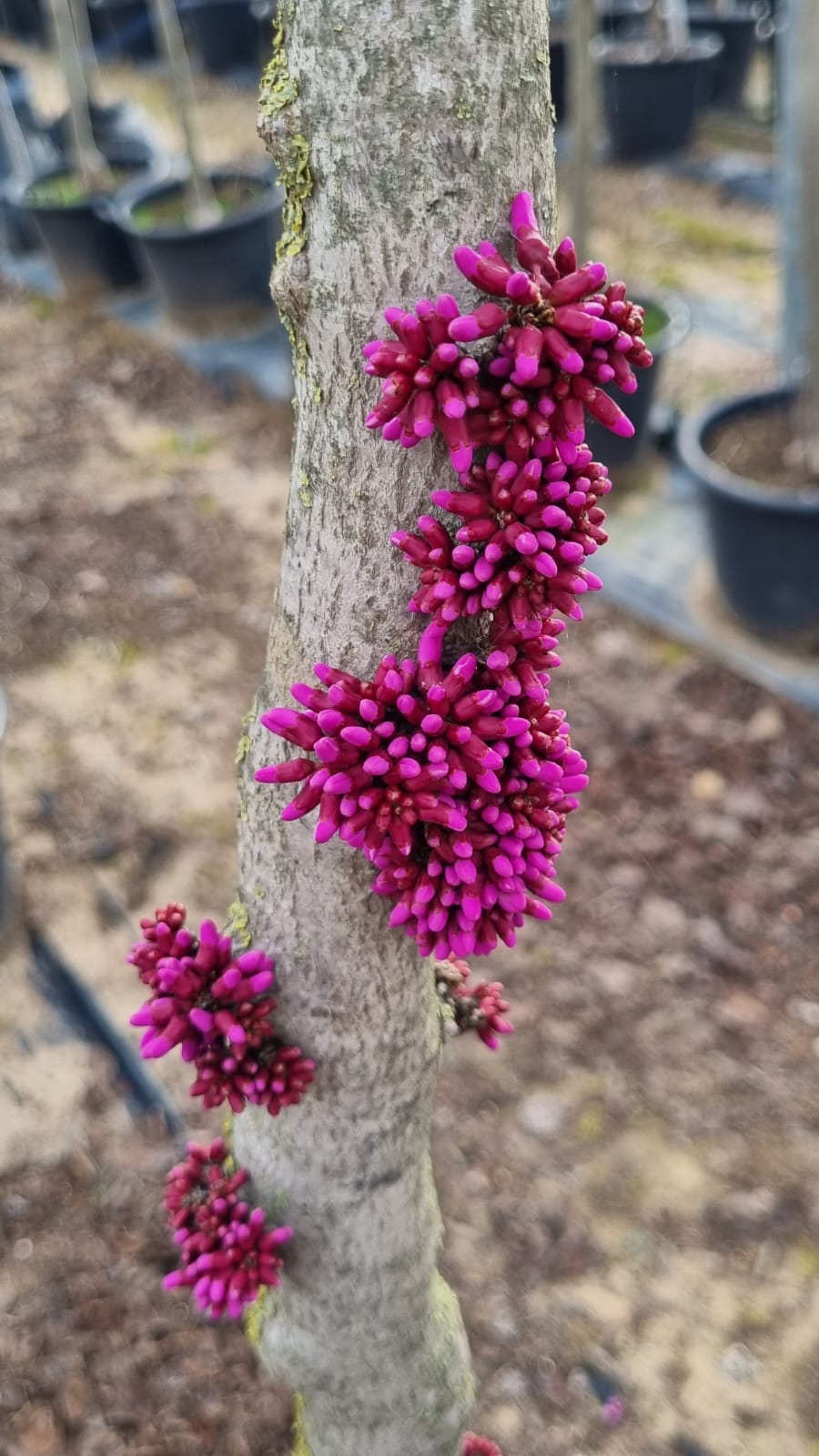 כליל אבונדל 1