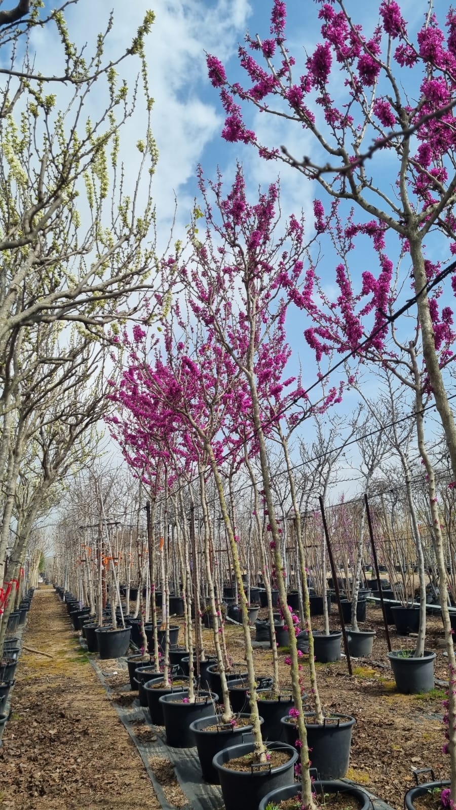 כליל אבונדל 2