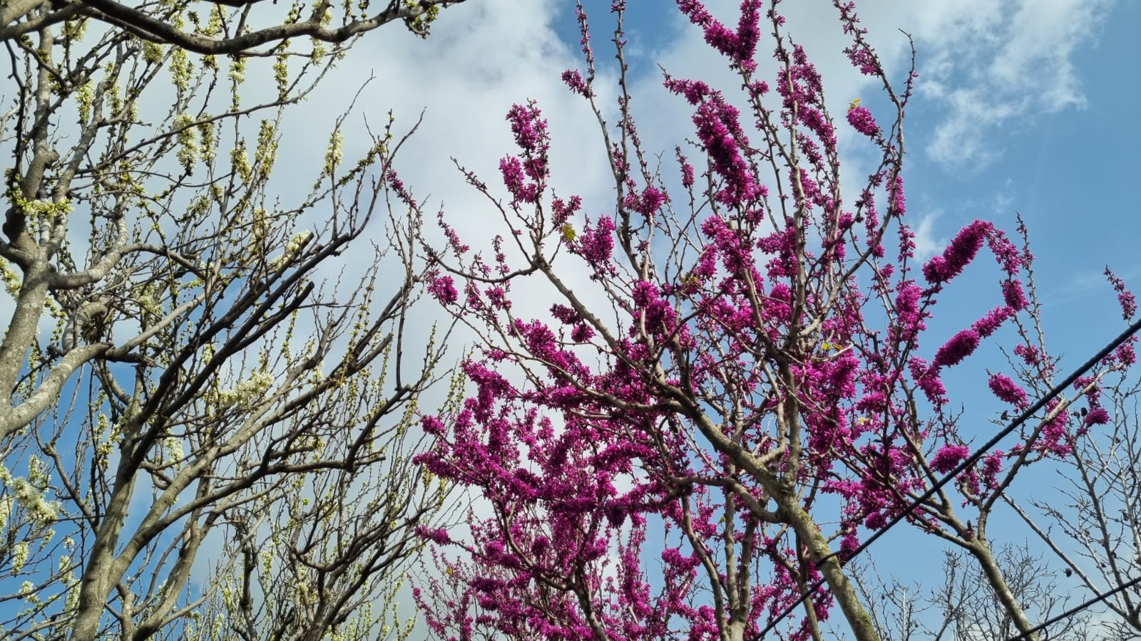 כליל אבונדל 3