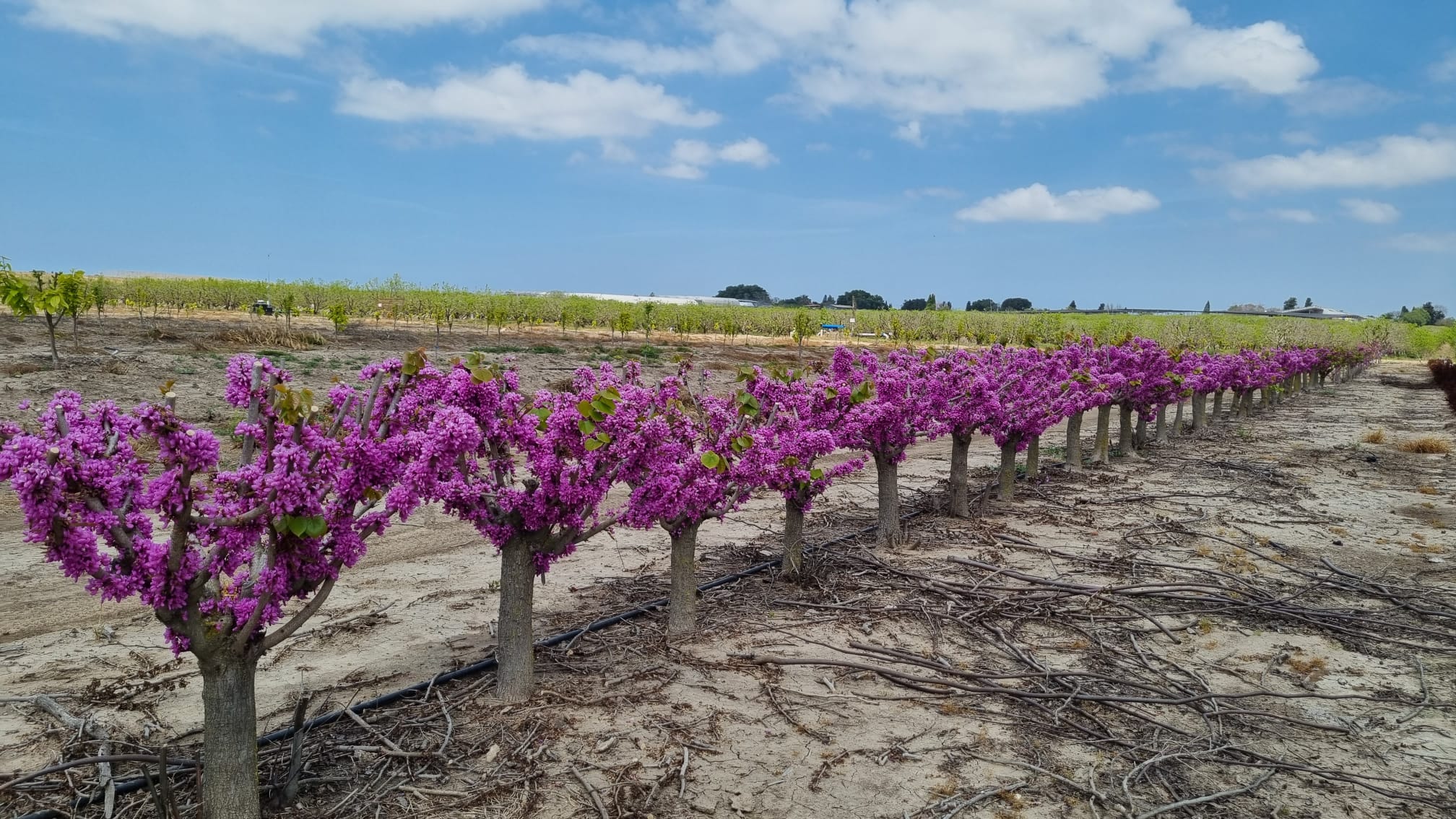 כליל אבונדל 4