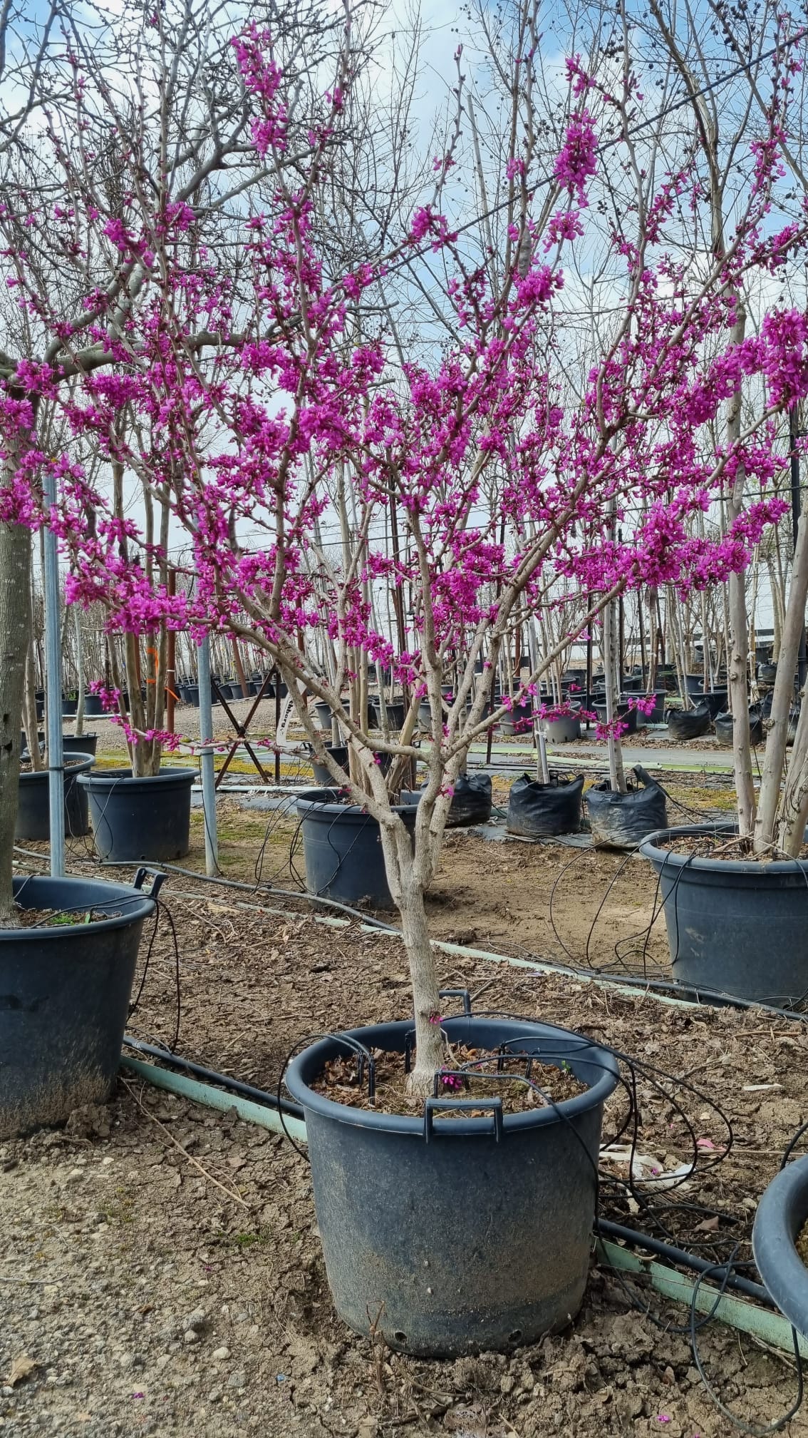 כליל אבונדל 5