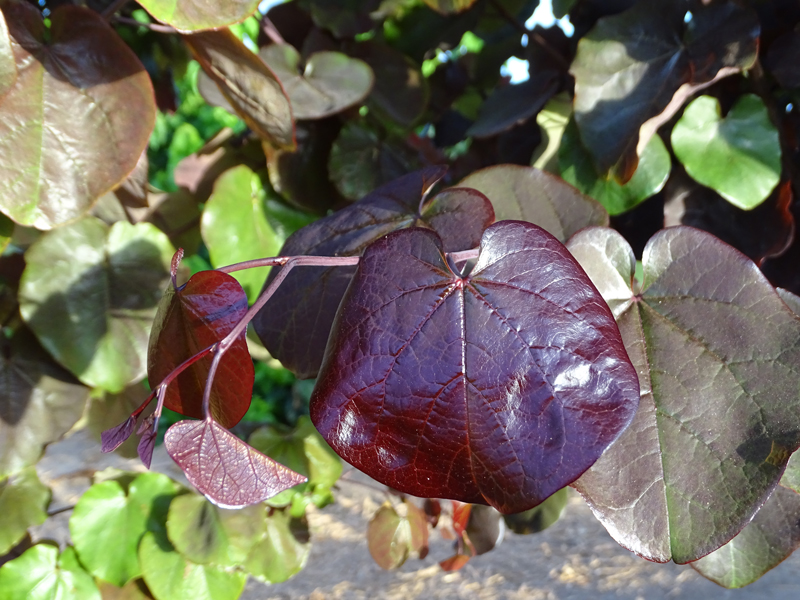 כליל אדום 'מרלו' 1