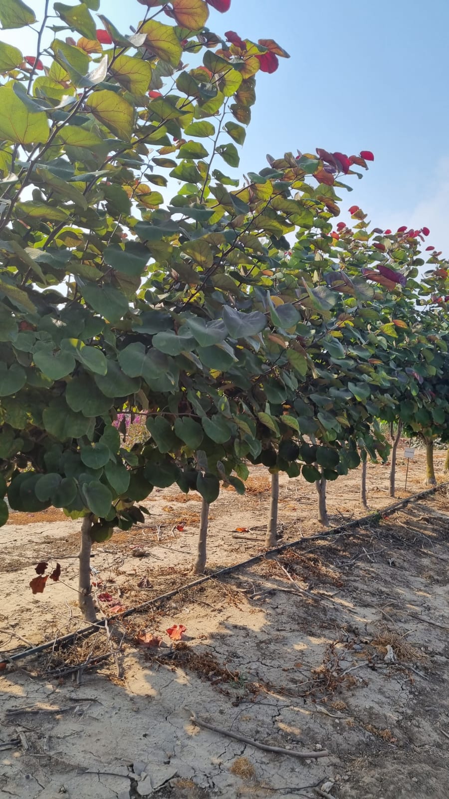 כליל אדום 'מרלו' 2