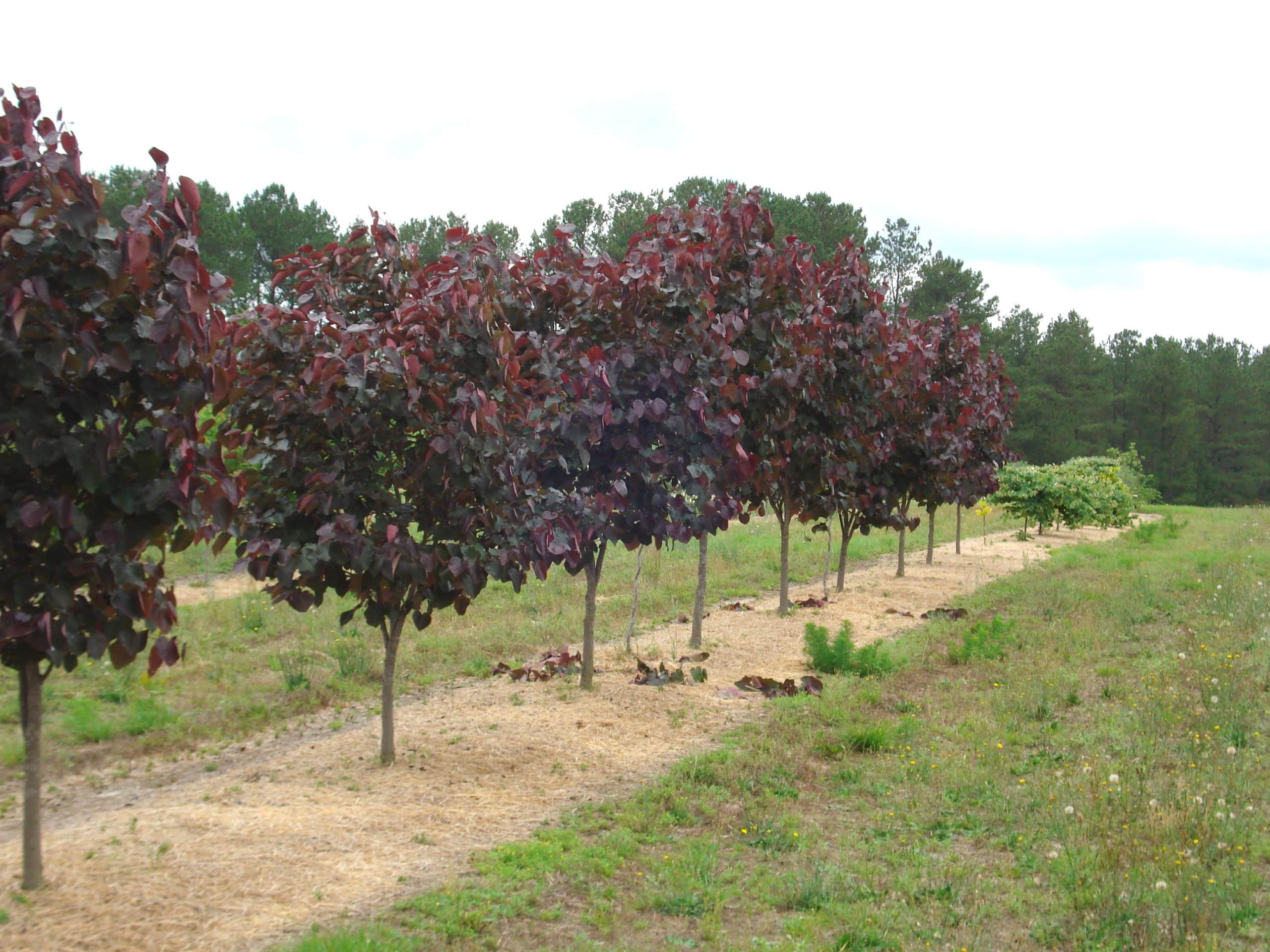 כליל אדום 'מרלו' 3