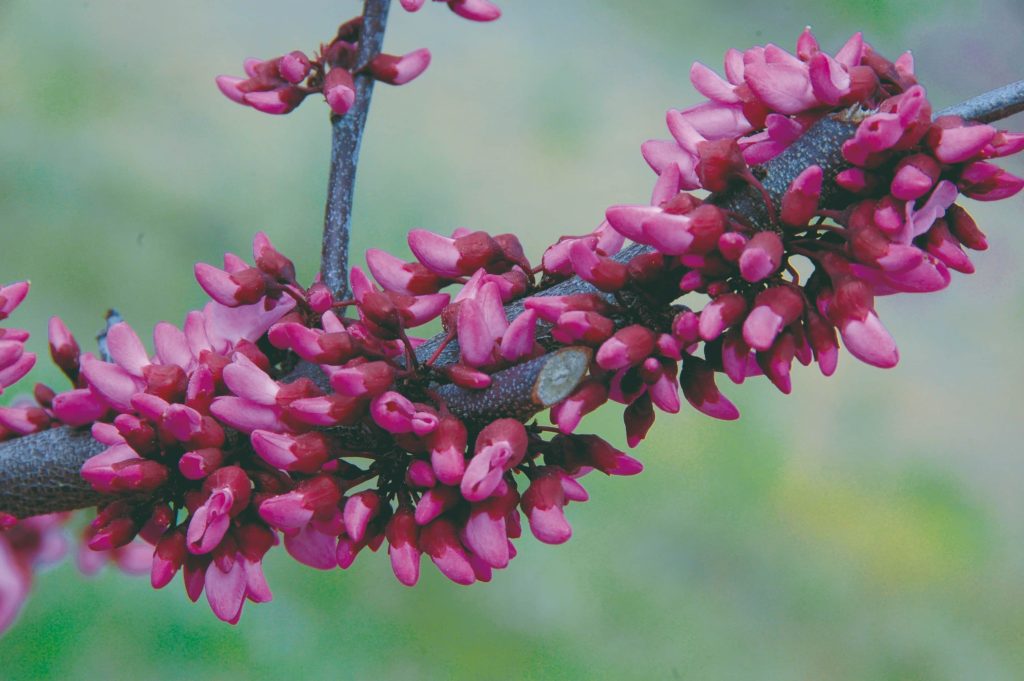 כליל אדום 'מרלו' 4