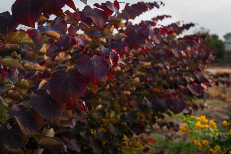 כליל אדום 'מרלו' 5