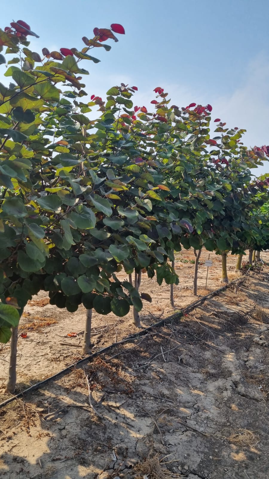 כליל אדום 'מרלו' 6