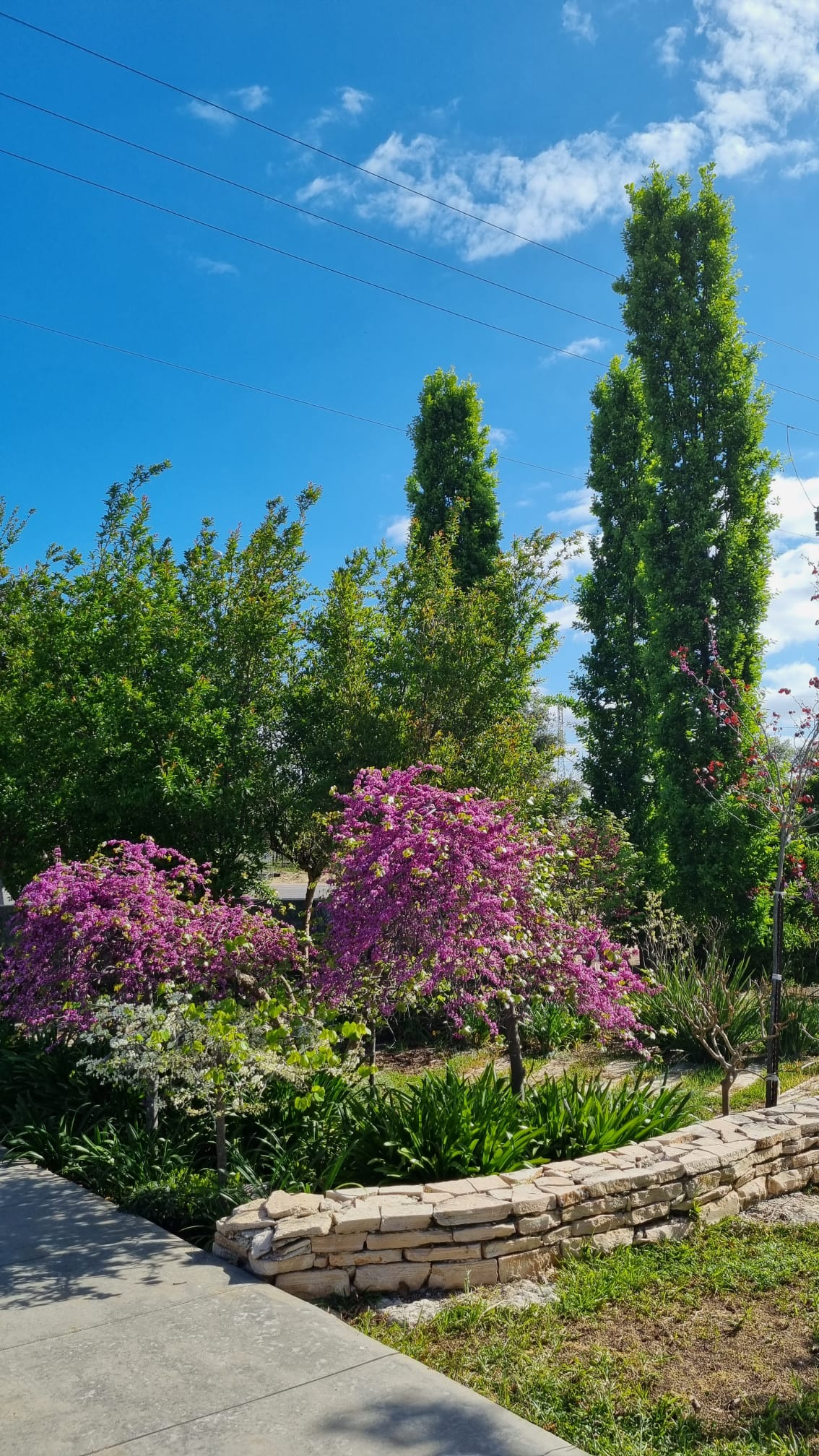 כליל בכותי 'טרוולר' 1