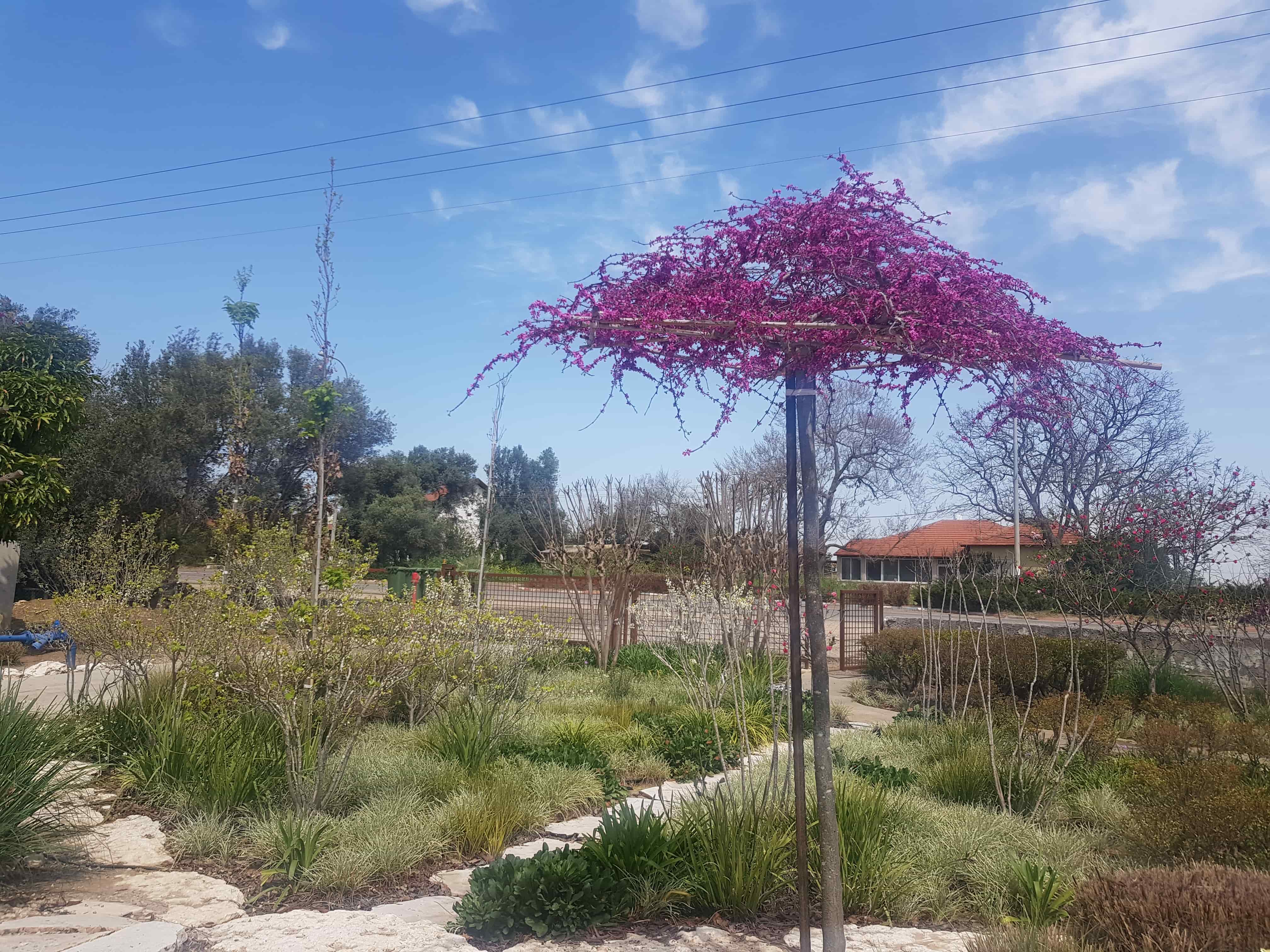 כליל בכותי 'טרוולר' 11