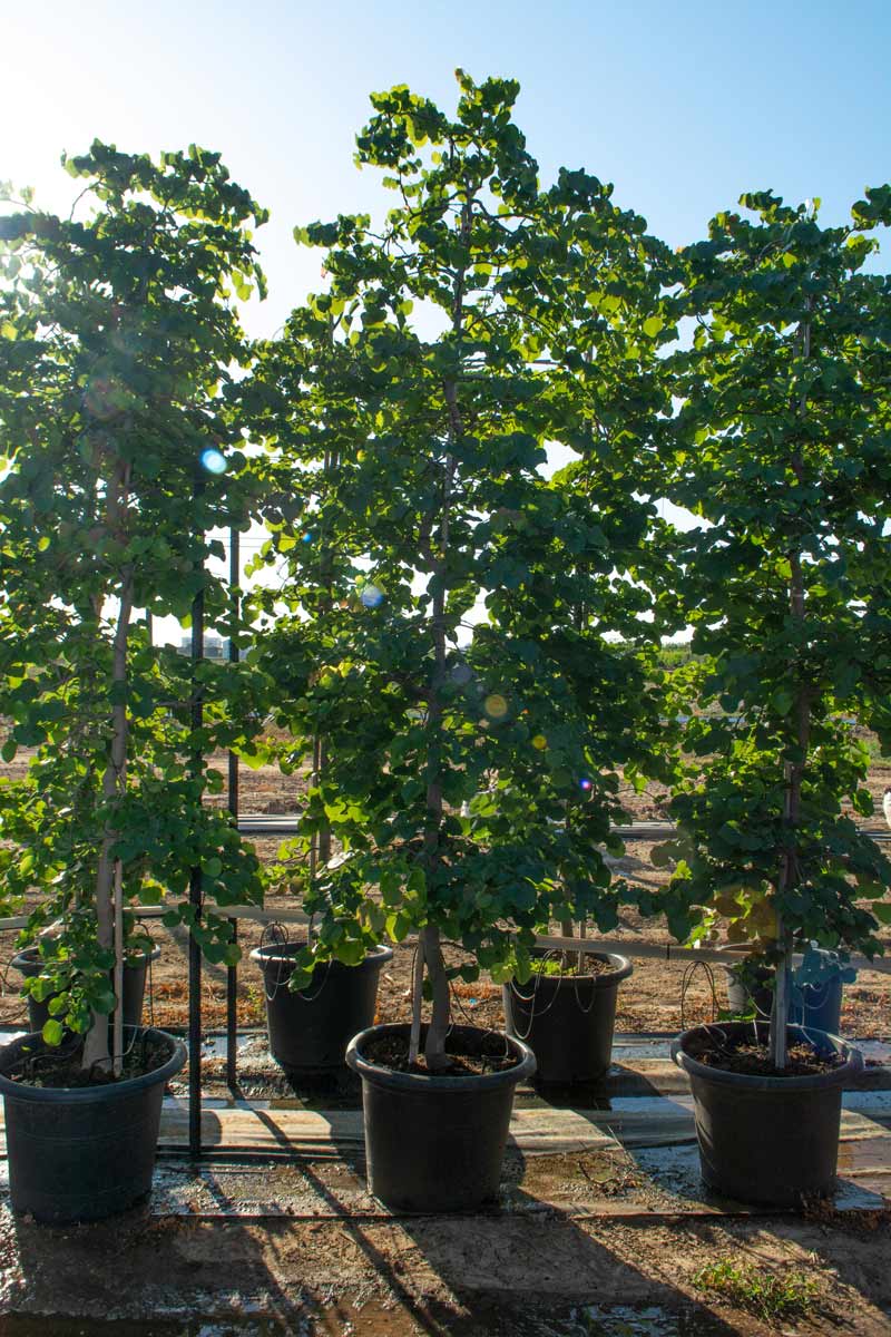 כליל בכותי 'טרוולר' 12