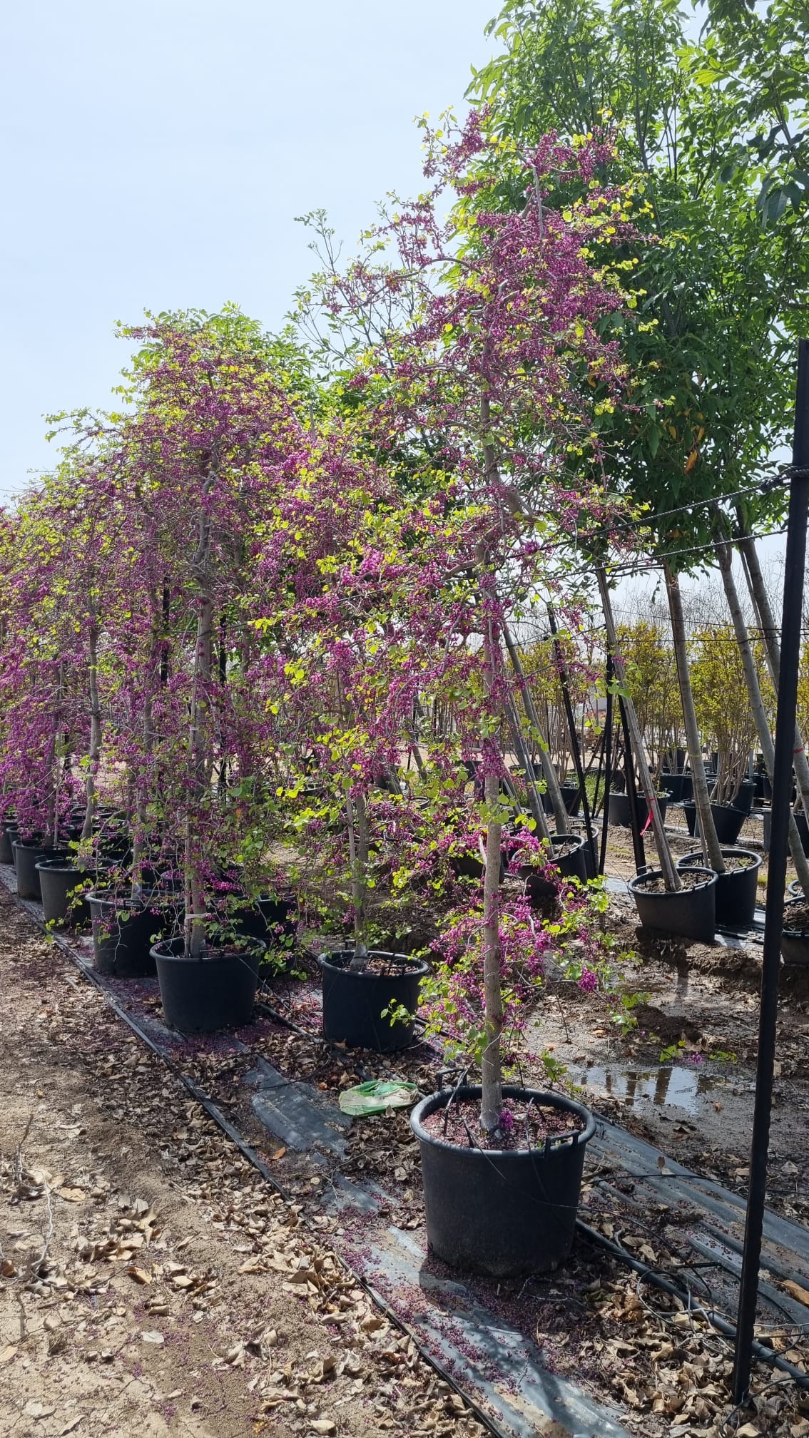 כליל בכותי 'טרוולר' 13