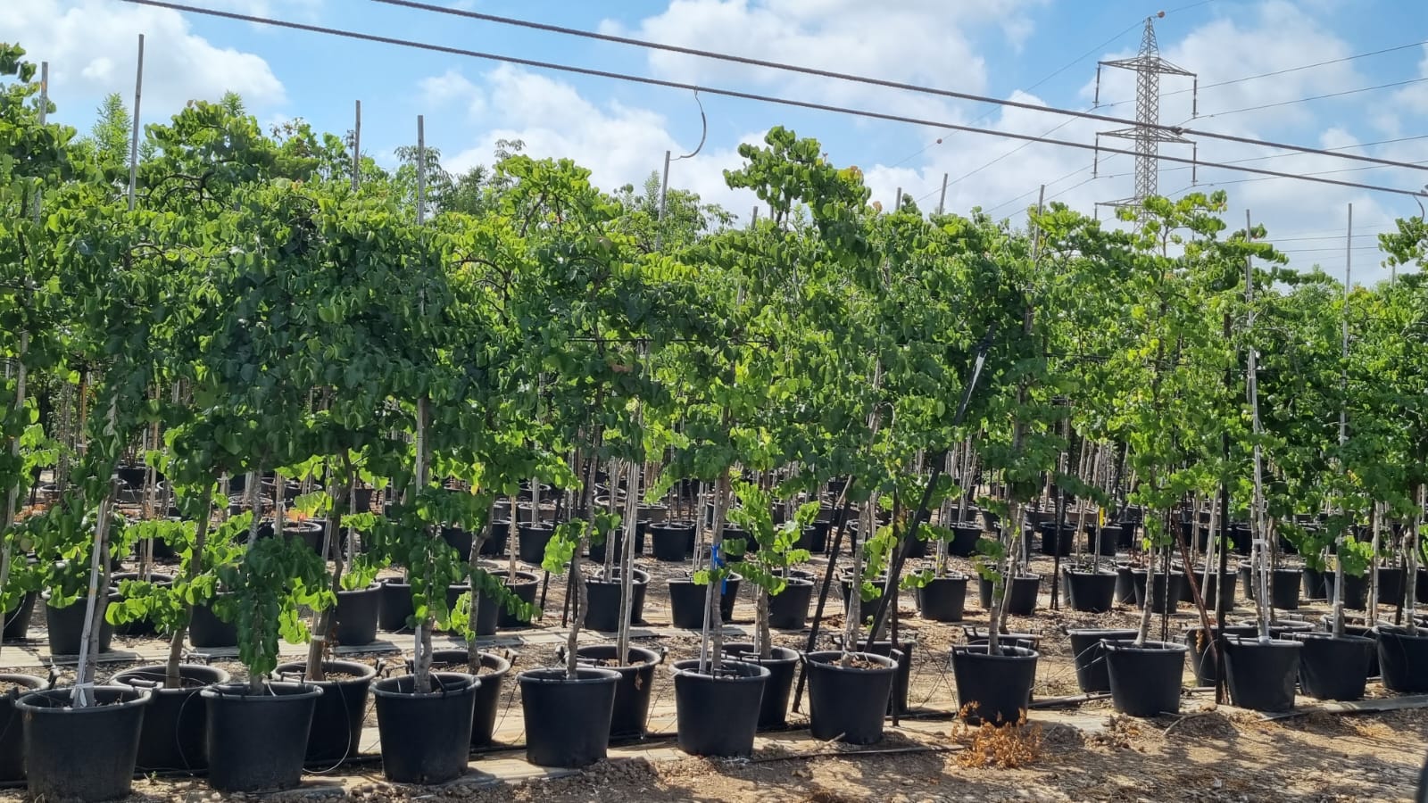 כליל בכותי 'טרוולר' 14