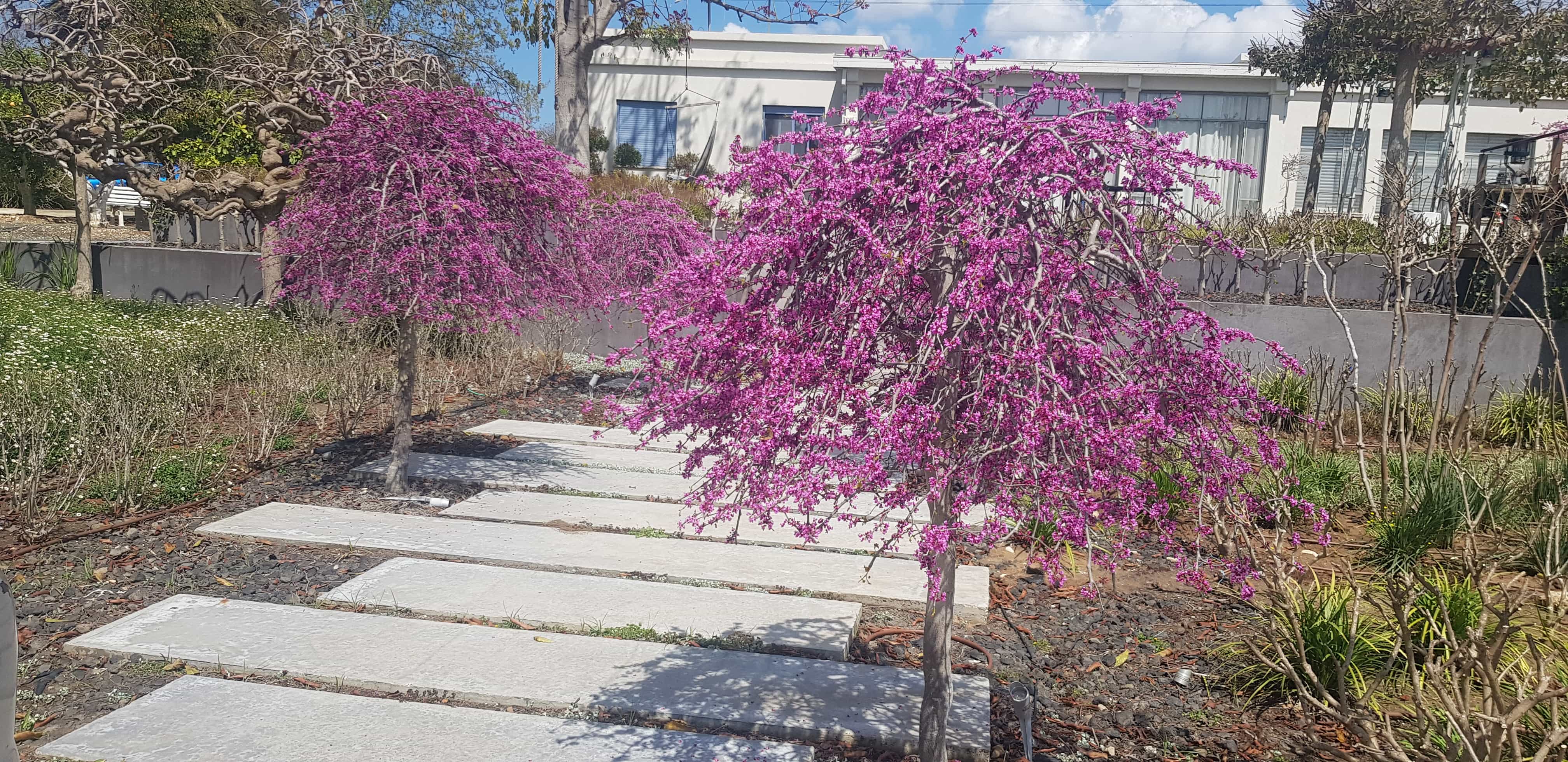כליל בכותי 'טרוולר' 5