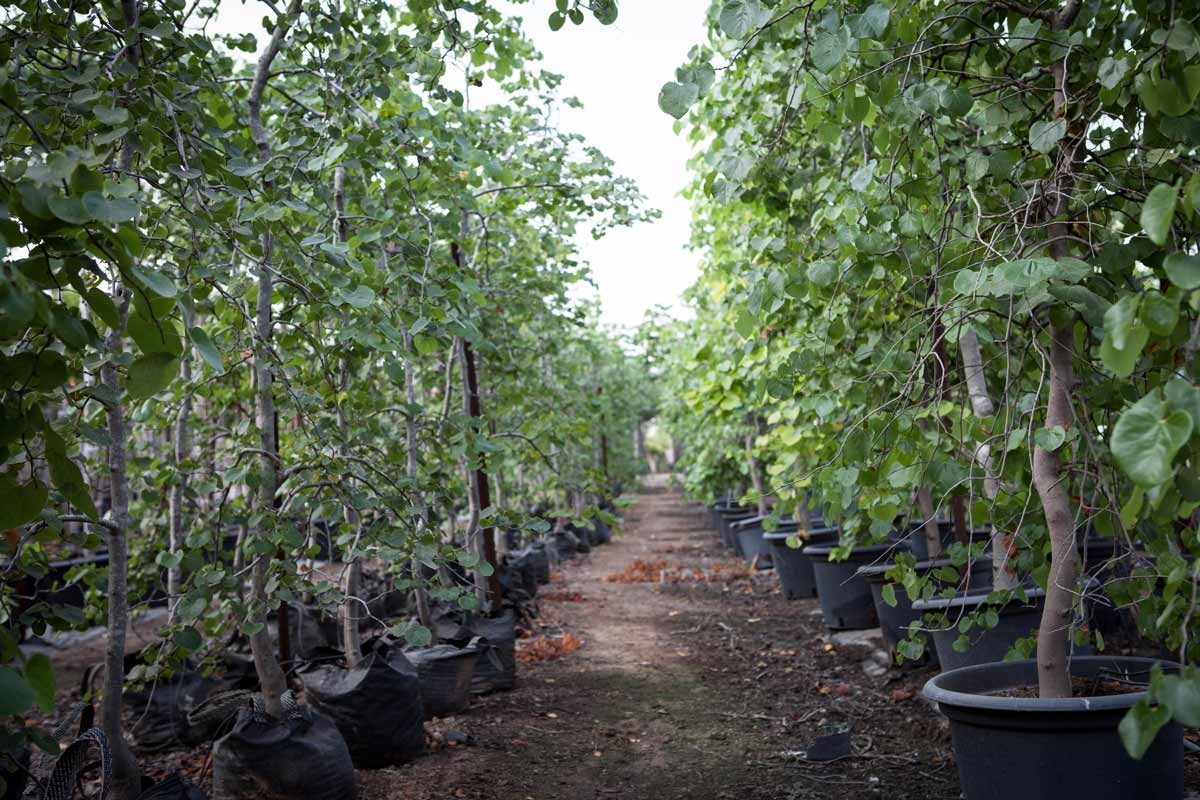 כליל בכותי 'טרוולר' 6