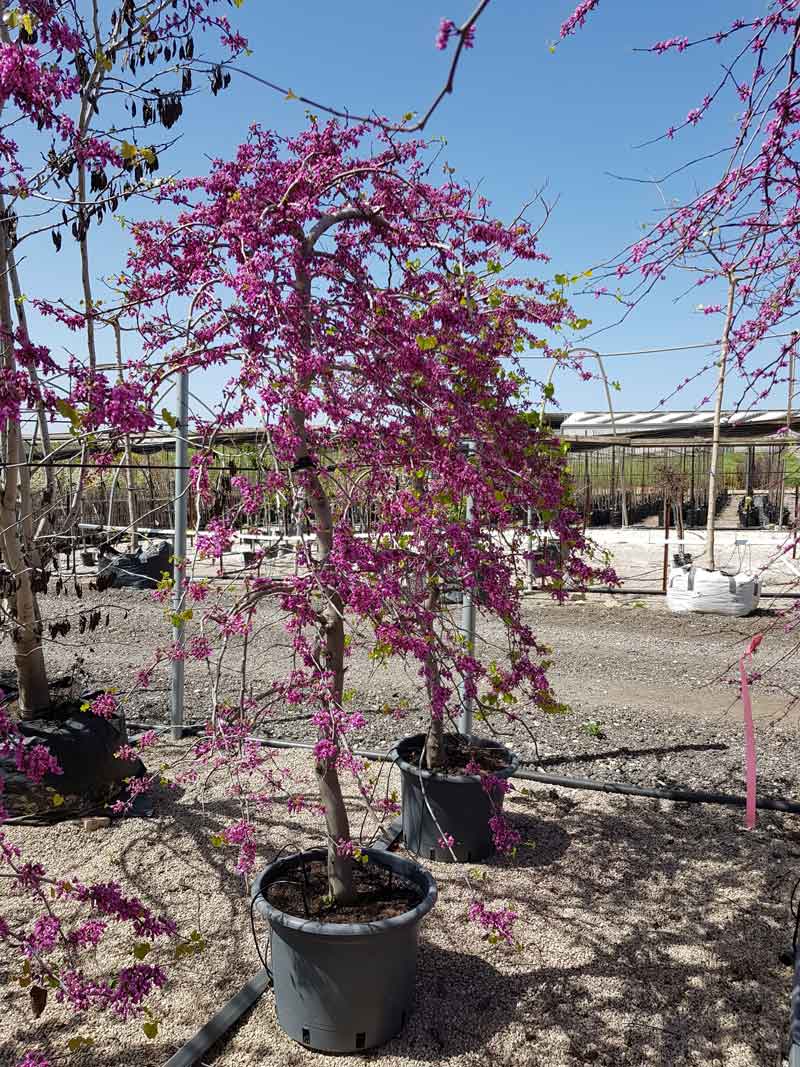 כליל בכותי 'טרוולר' 7