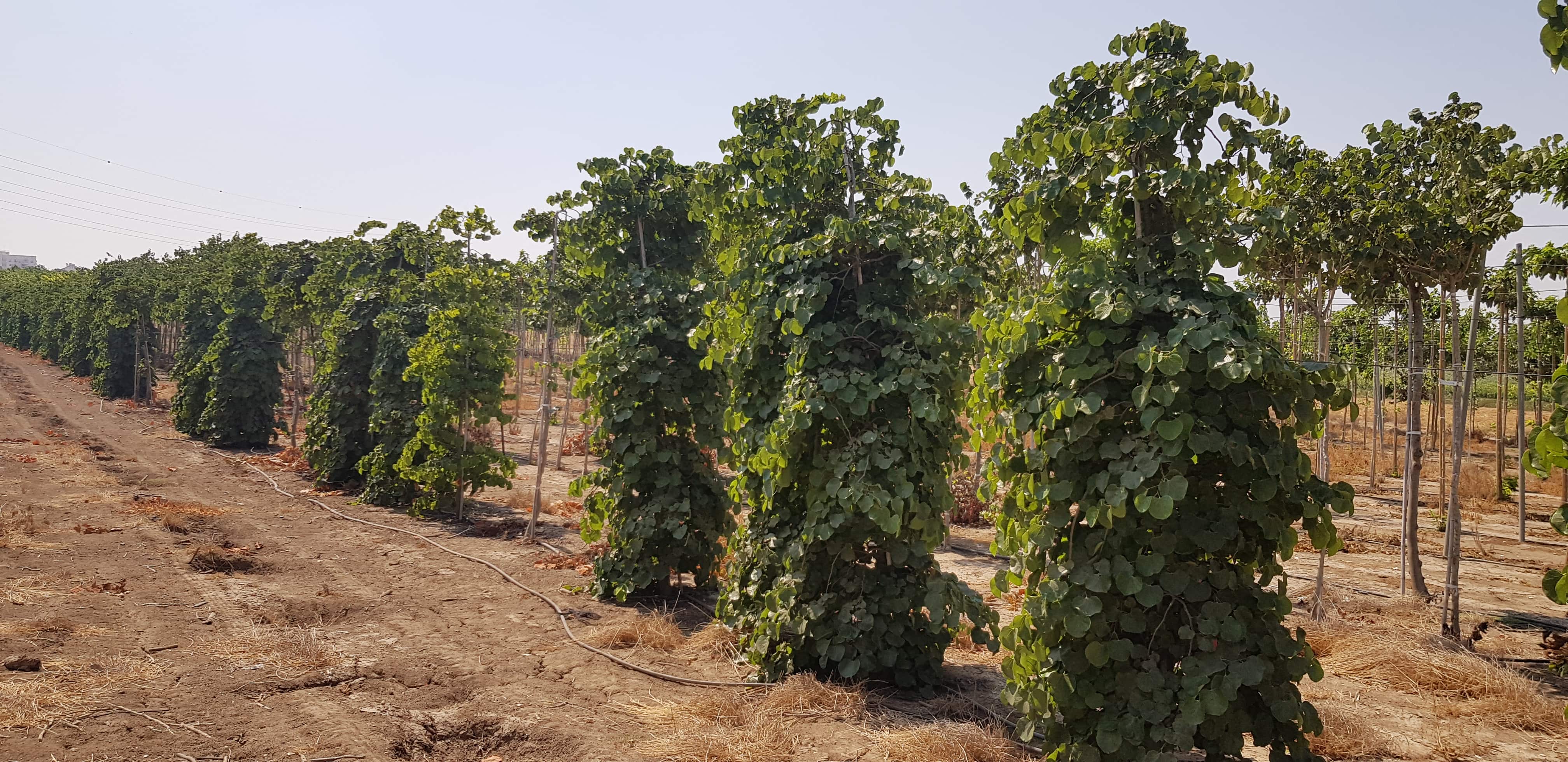 כליל בכותי 'טרוולר' 8