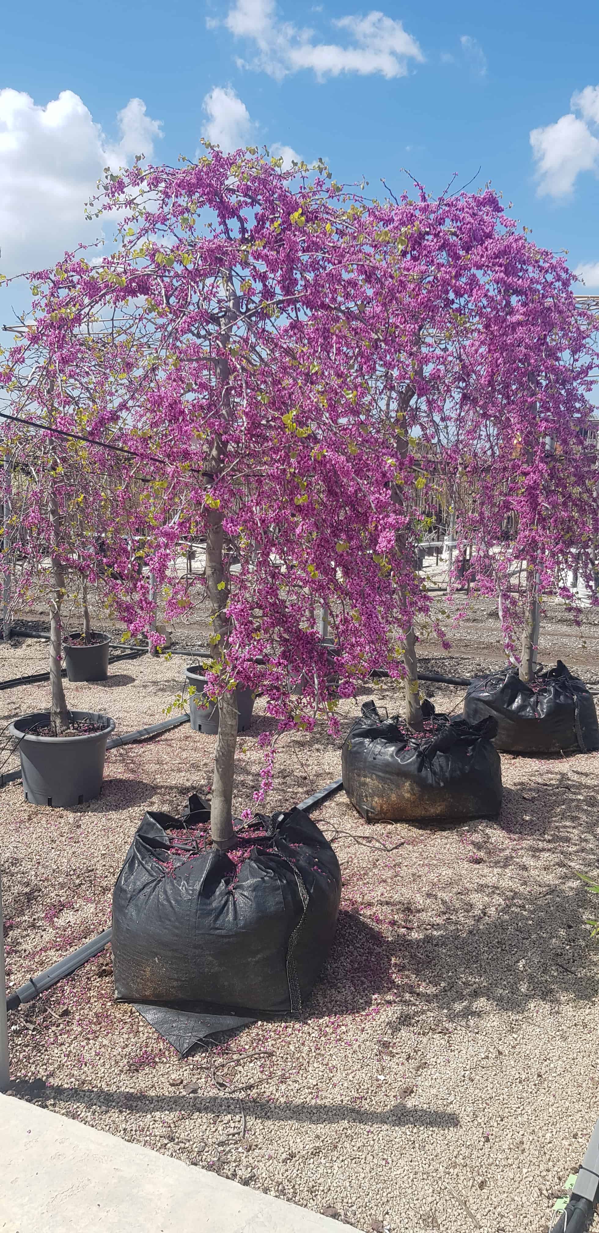 כליל בכותי 'טרוולר' 9