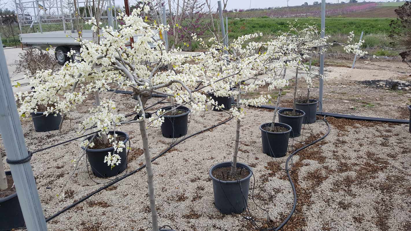 כליל בכותי לבן 'ונילה טויסט' 1