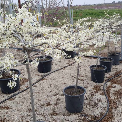 כליל בכותי לבן ונילה טויסט