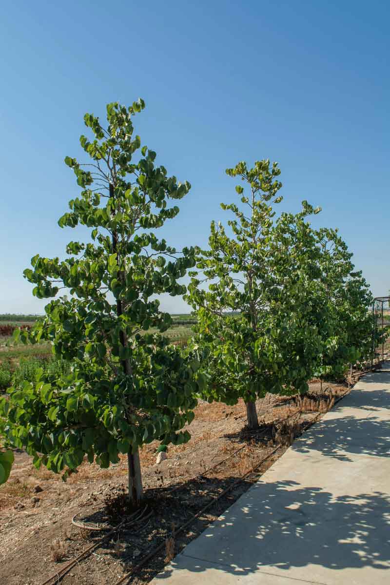 כליל החורש 'בודננט' 1