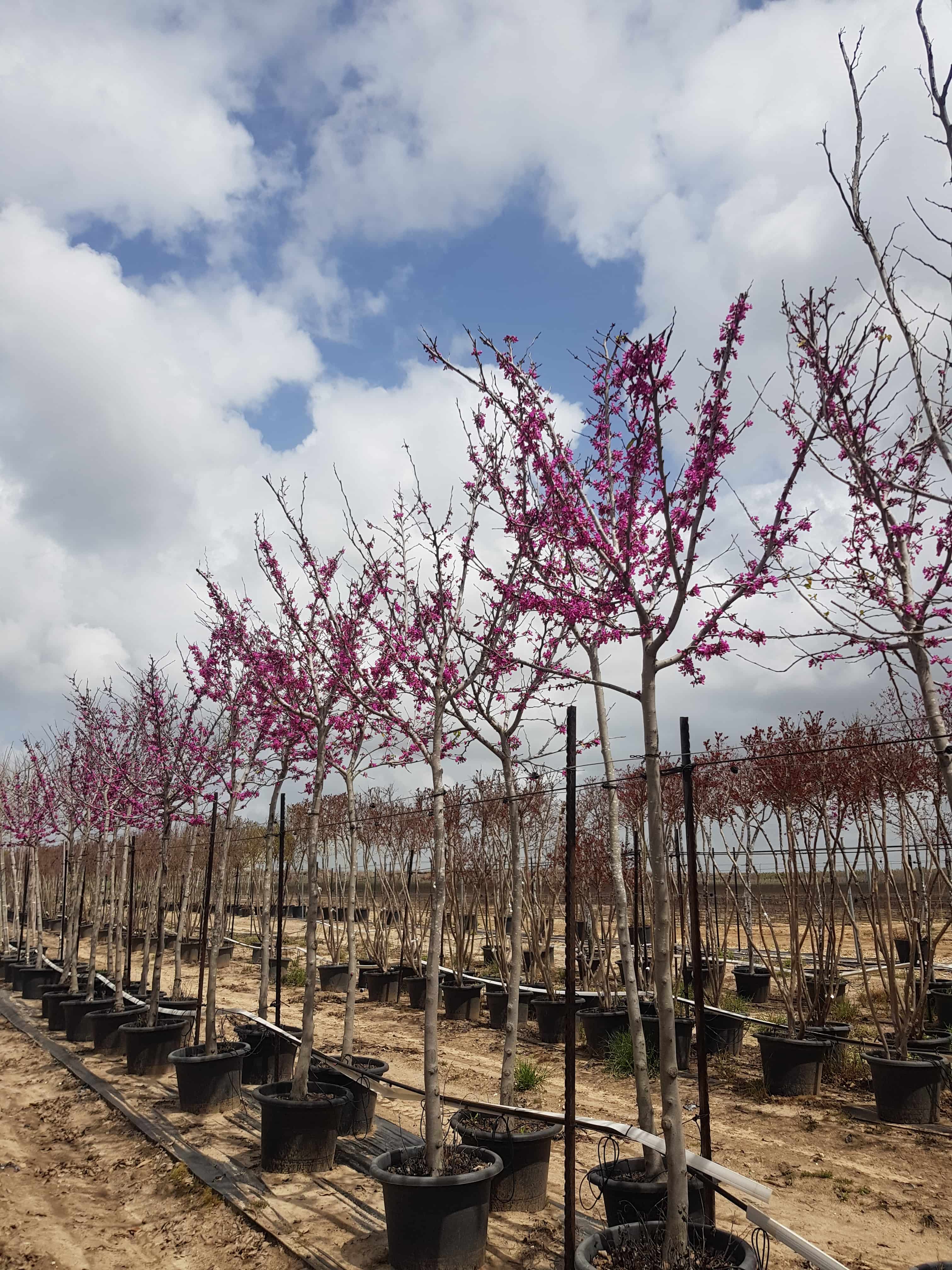 כליל החורש 'בודננט' 2