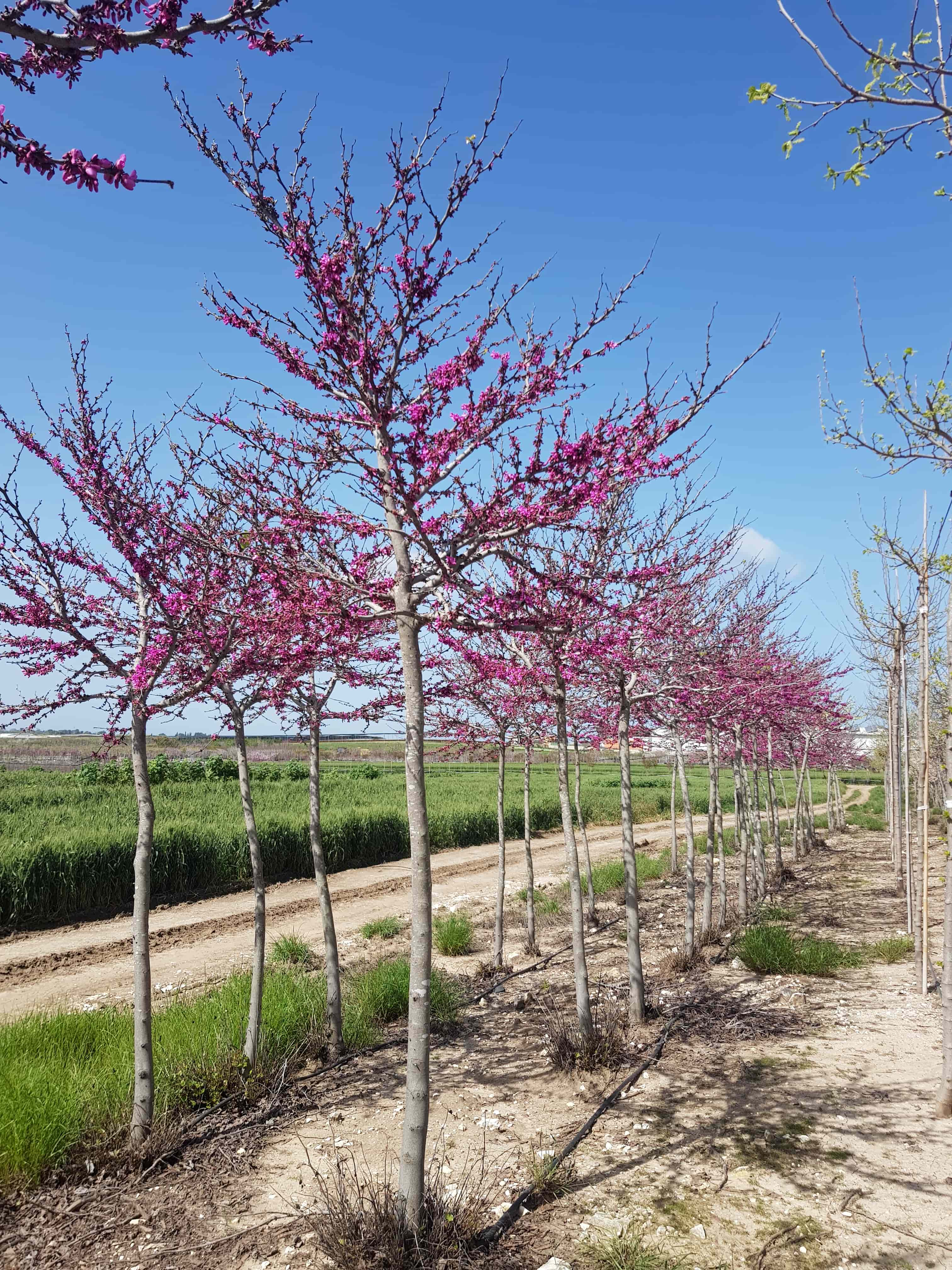 כליל החורש 'בודננט' 3