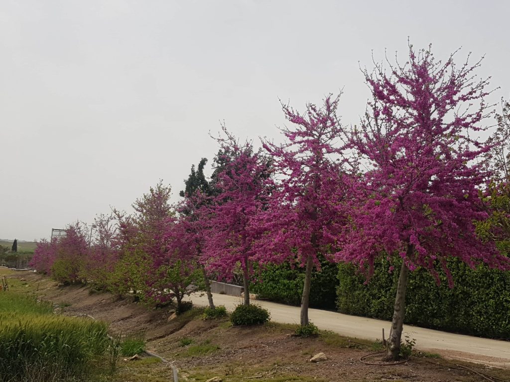 כליל החורש 'בודננט' 4