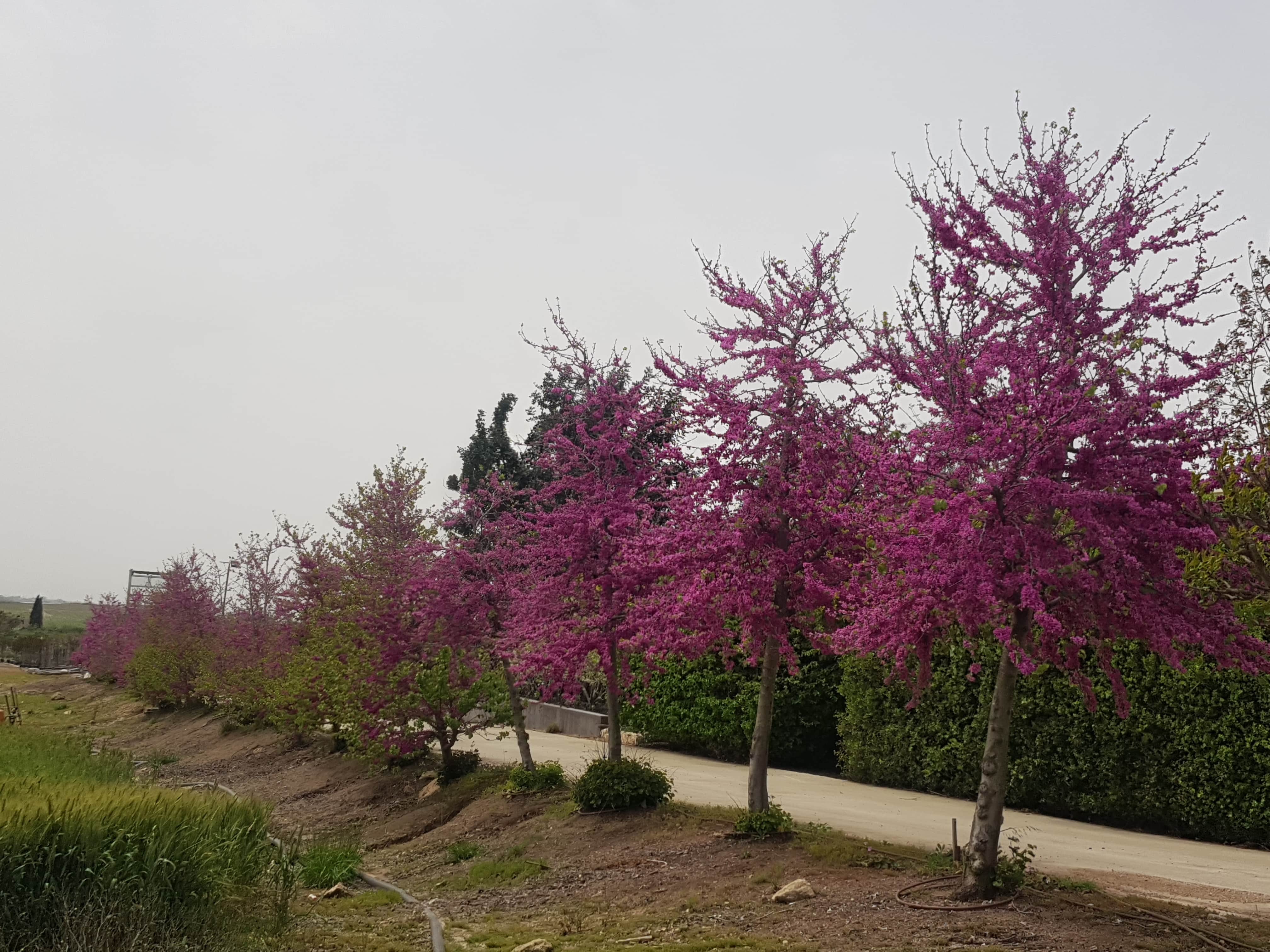 כליל החורש 'בודננט' 4