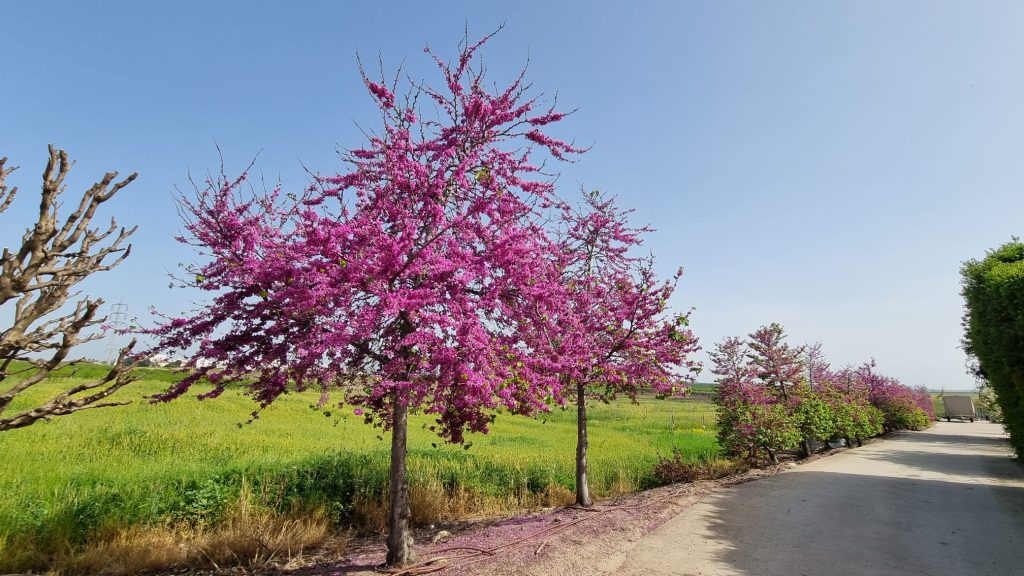 כליל החורש 'בודננט' 6