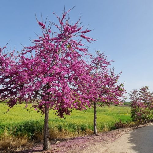כליל החורש 'בודננט'